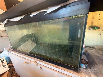 Acquario koro