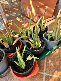 Pianta aloe