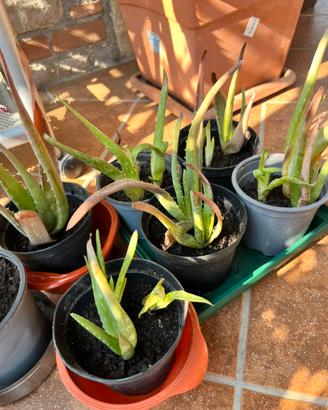 Pianta aloe