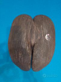 cocco di mare