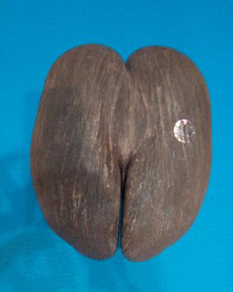 cocco di mare