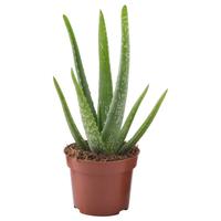 Pianta di ALOE VERA