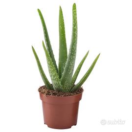Pianta di ALOE VERA
