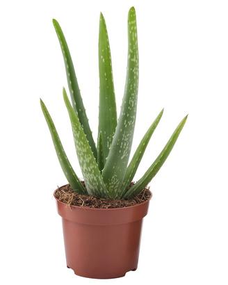 Pianta di ALOE VERA