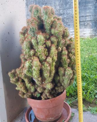 piante grasse