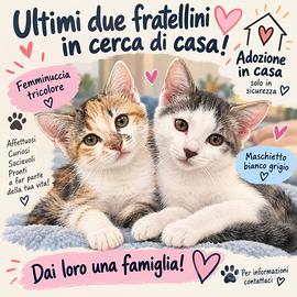 Dolcissimi gattini maschio e femmina