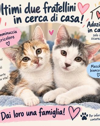 Dolcissimi gattini maschio e femmina