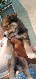 Border collie