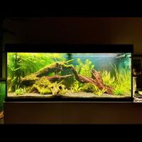 Acquario juwel rio240