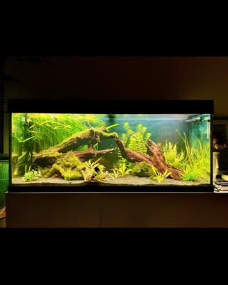 Acquario juwel rio240