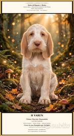 Animali
