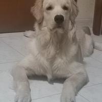 Golden Retriever maschio
