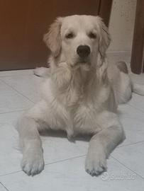Golden Retriever maschio