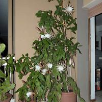 Epiphyllum Oxypetalum

