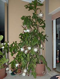 Epiphyllum Oxypetalum

