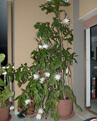 Epiphyllum Oxypetalum


