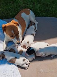 Jack Russel Terrier pelo raso ULTIMO