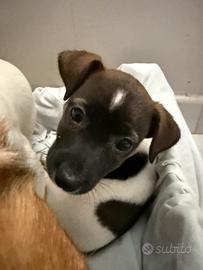 Jack Russell Terrier