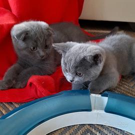 Cuccioli Scottish fold e Scottish straight 
