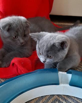 Cuccioli Scottish fold e Scottish straight 