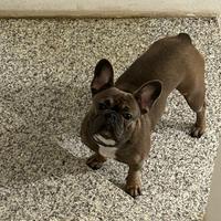 Bouldog francese stupendo