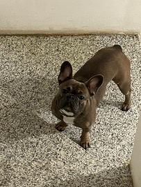 Bouldog francese stupendo