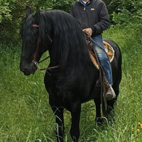 Cavallo Frisone Barocco