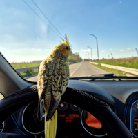 Pappagallo Calopsite allevati a mano