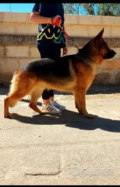 Pastore tedesco per monta