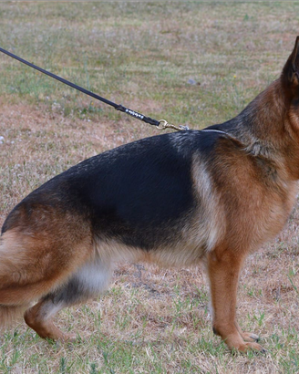 0astore tedesco con pedigree