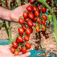 piantine di pomodoro per orto