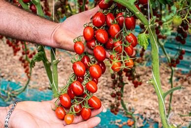 piantine di pomodoro per orto