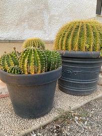 Pianta grassa