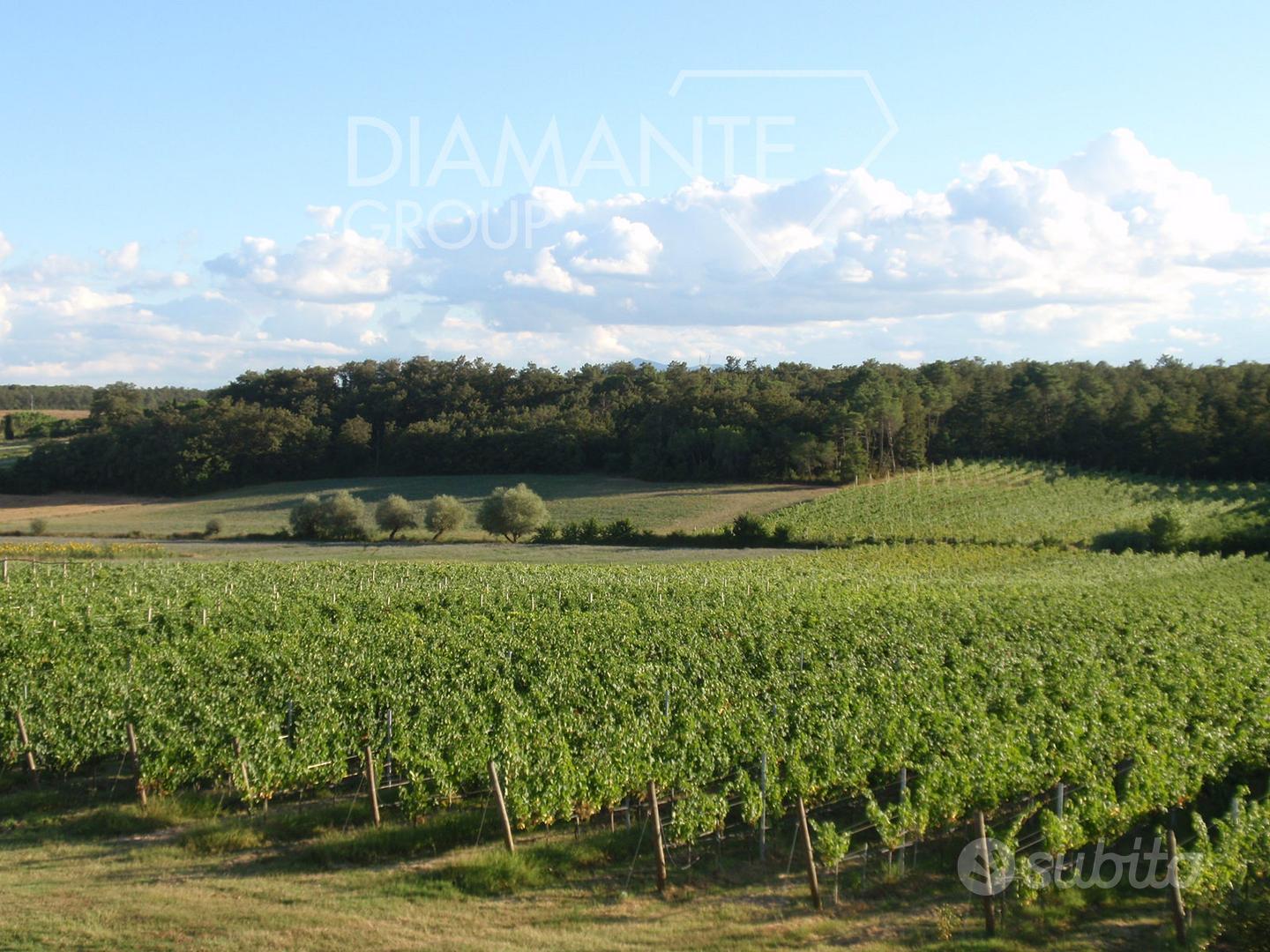 Terreno agricolo con vigneto e magazzino - Vista 2