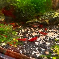 Caridine e neocaridina red sakura