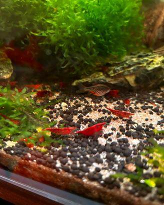 Caridine e neocaridina red sakura