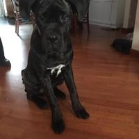 Cucciolo cane corso