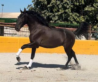 Cavallo Andaluso