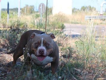 Femmina di american bully poket