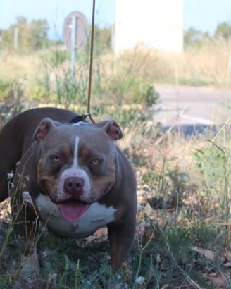 Femmina di american bully poket
