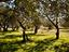 Immagine 8