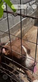 Vendita cucciolo di Pittbull