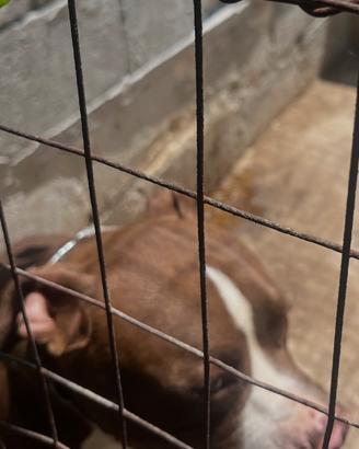 Vendita cucciolo di Pittbull