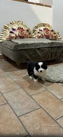 Cucciola di border collie