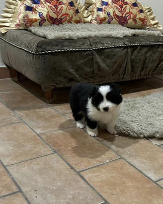 Cucciola di border collie