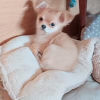 Cucciola chihuahua