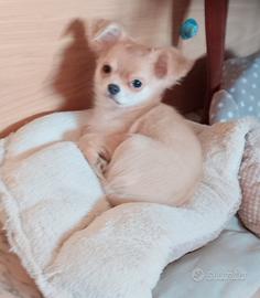 Cucciola chihuahua