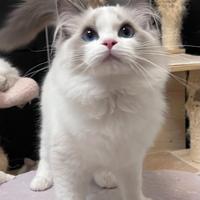 Cucciolo ragdoll