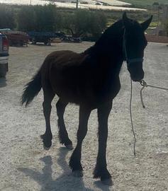 PULEDRO FRISONE BAROCCO 7 mesi