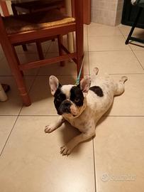 Bulldog francese femmina